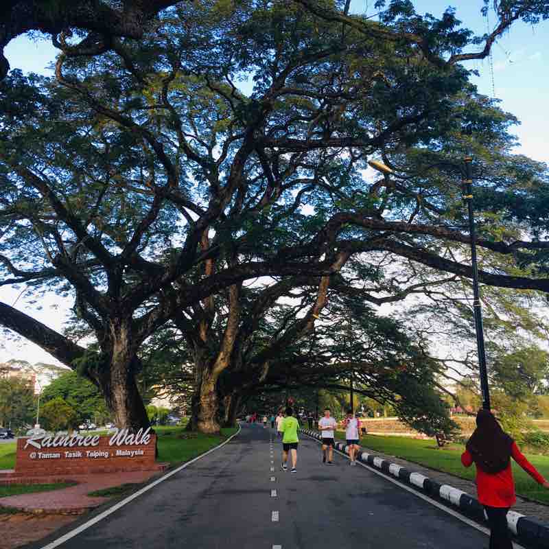 Raintree walk walking route map in Taiping