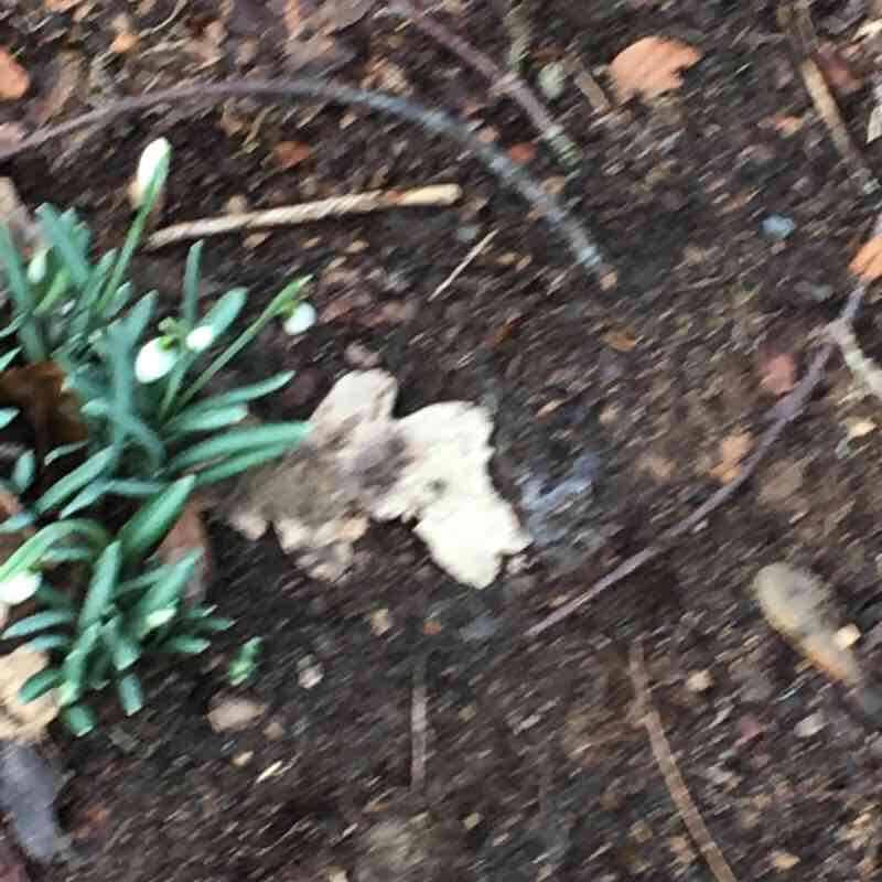 Frühlings Spaziergang 