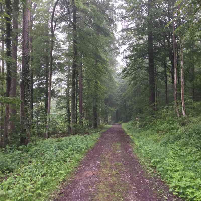 Waldlauf walking route map in Hendschiken