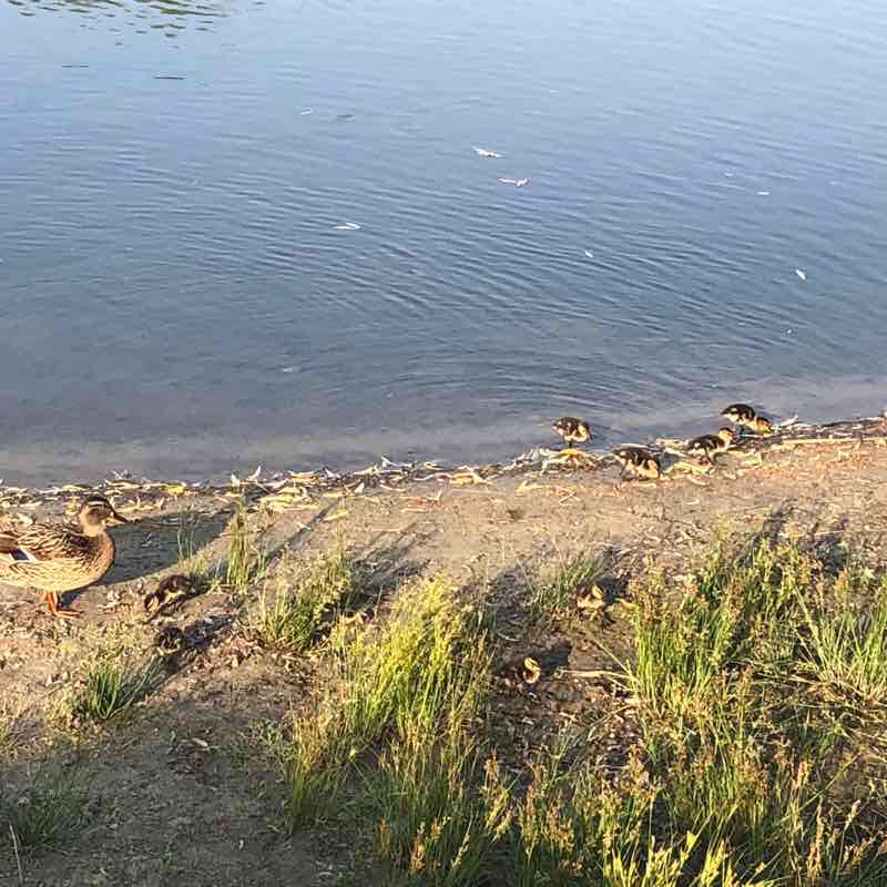 Skalka walking route map in Chorzów