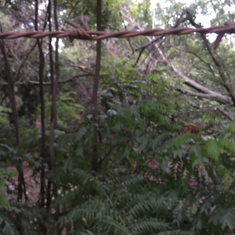 Around Jarakabandekaval Sandalwood Forest