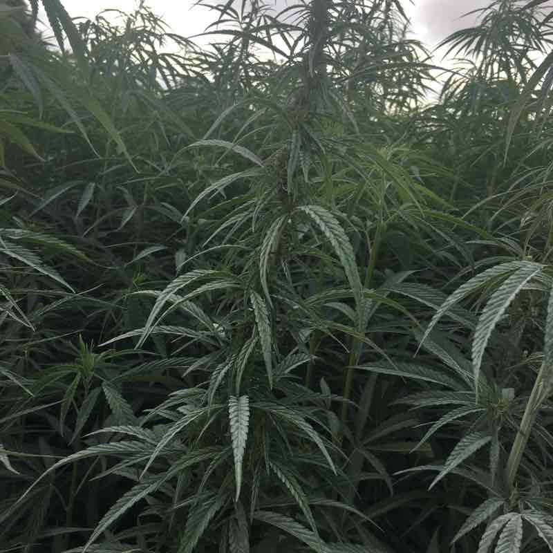 Marigny-le-Châtel walking route map in Saint-Flavy