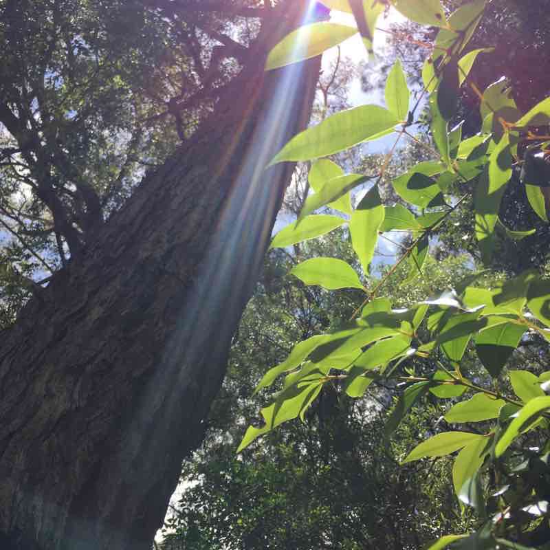 Purling Brook Falls walking route map in Springbrook