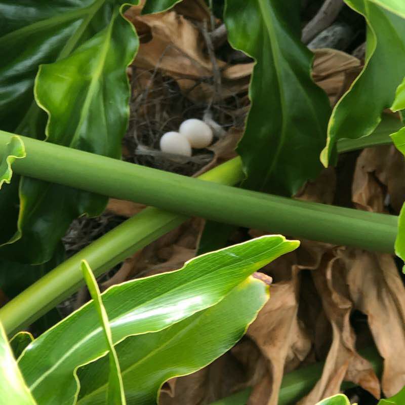 Robin walking route map in Robina