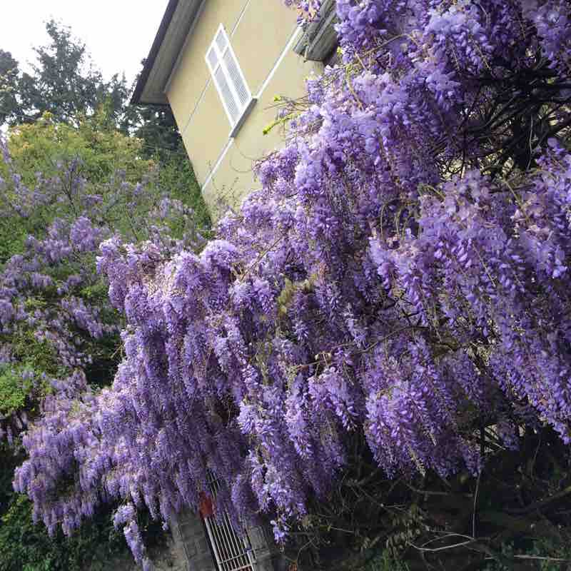 Viggiù street of the "ville" walking route map in Clivio