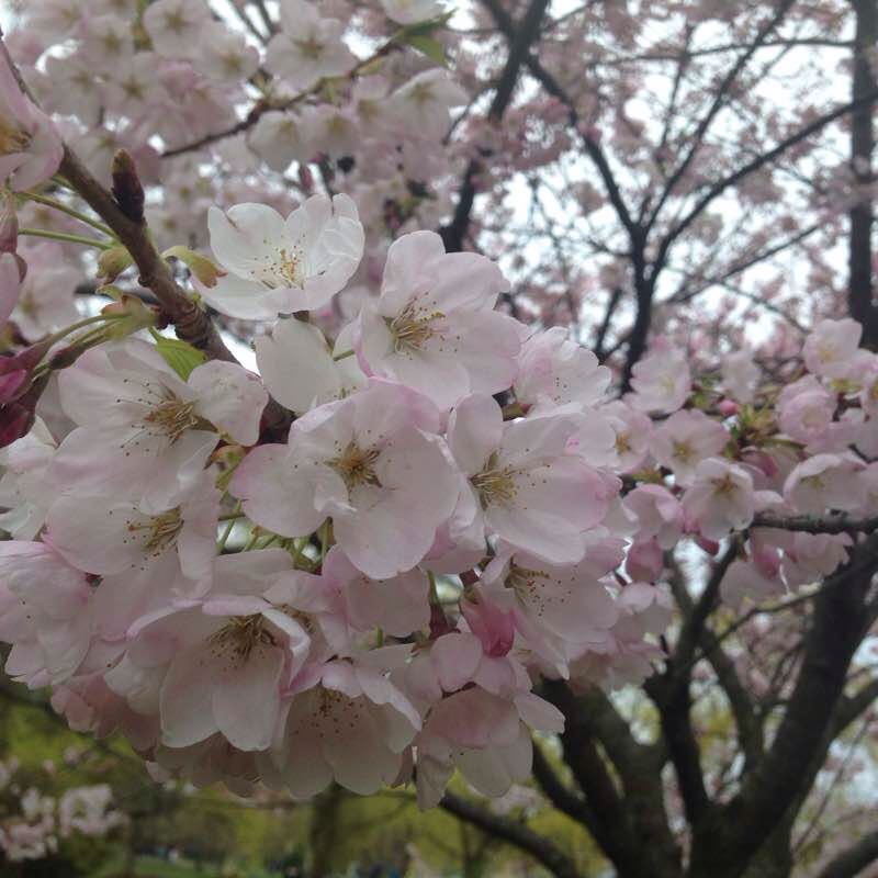 A Stroll through High Park