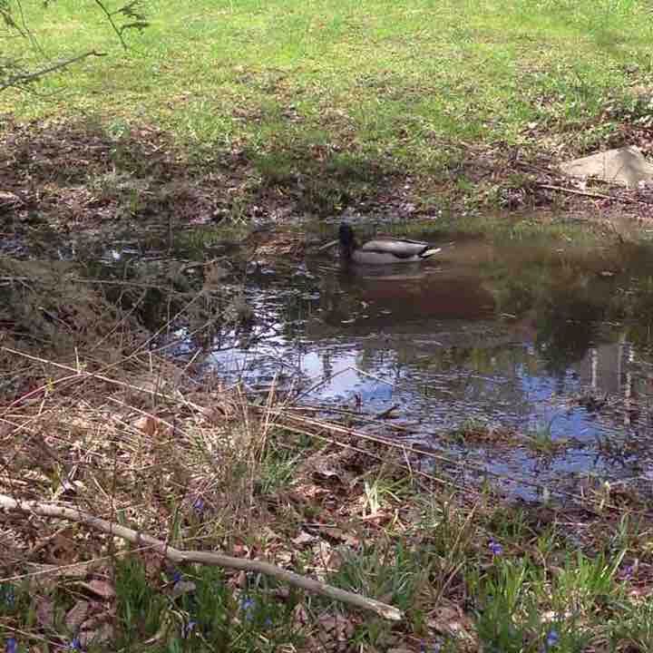 Wingrove to Eglington