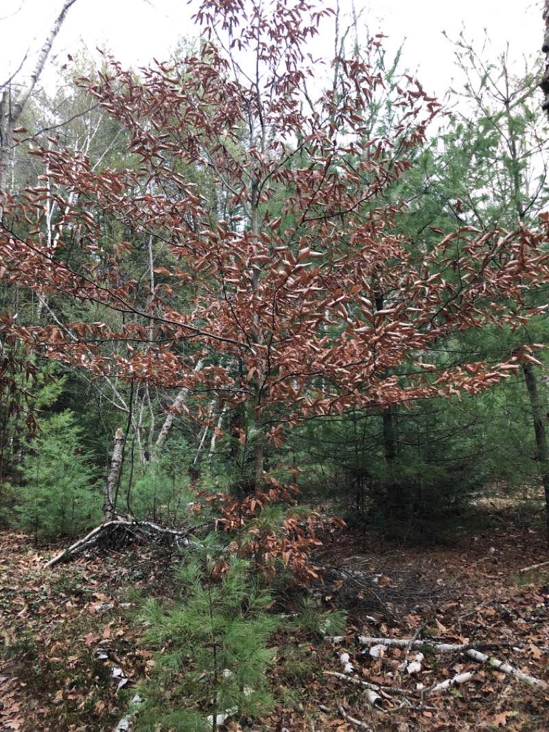 walking near me in Rogers Property in winter