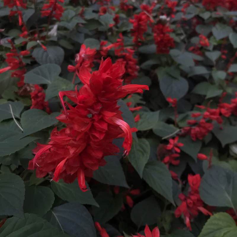 پارك قيطريه