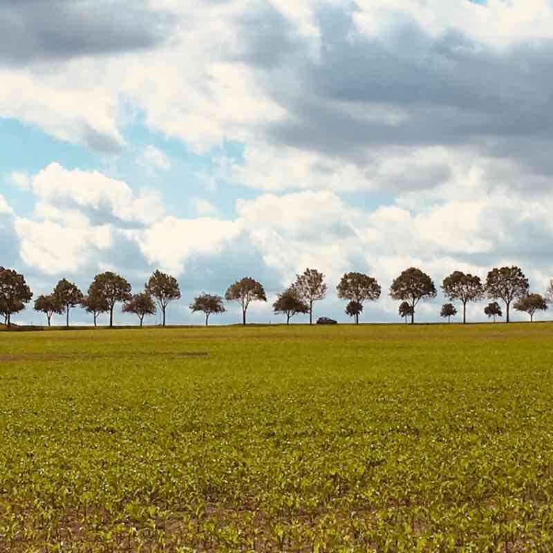 Ludgerusweg from Billerbeck to Coesfeld walking route map in Billerbeck