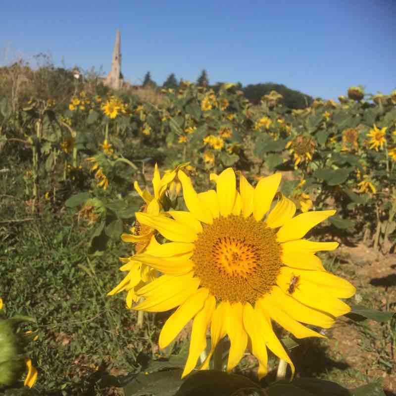 A little bit of Occitanie walking route map in Armentieux