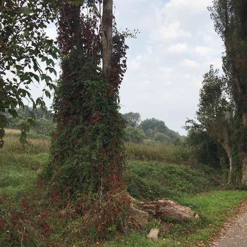 Along Mincio walking route map in Camalavicina