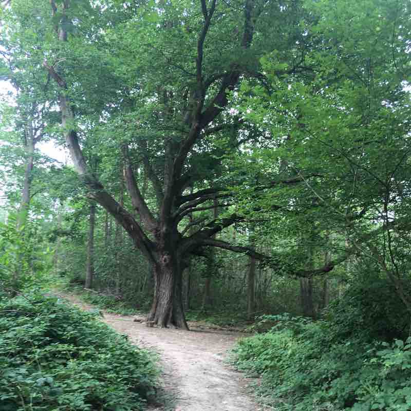 Forest hike walking route map in Villennes-sur-Seine