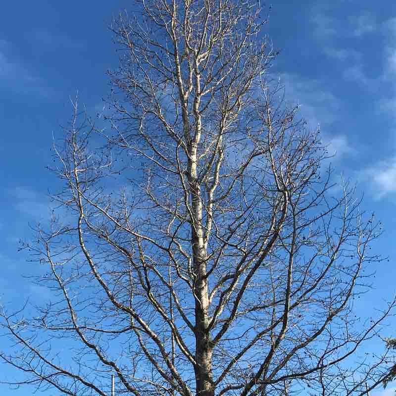 Legana Street walk walking route map in Legana