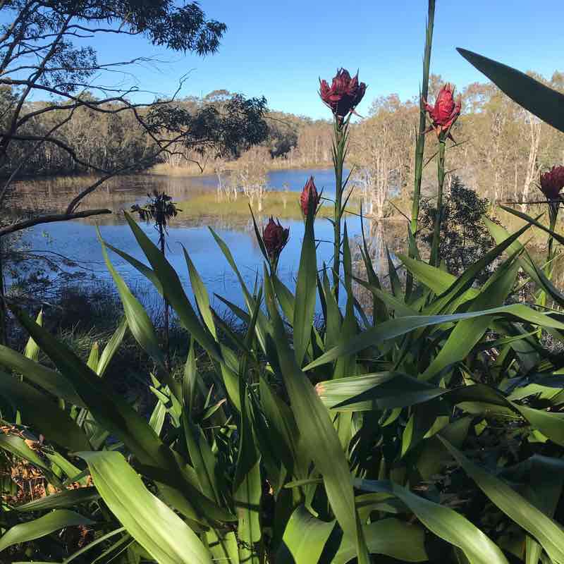 Blue Lagoon Trail walking route map in Salamander Bay