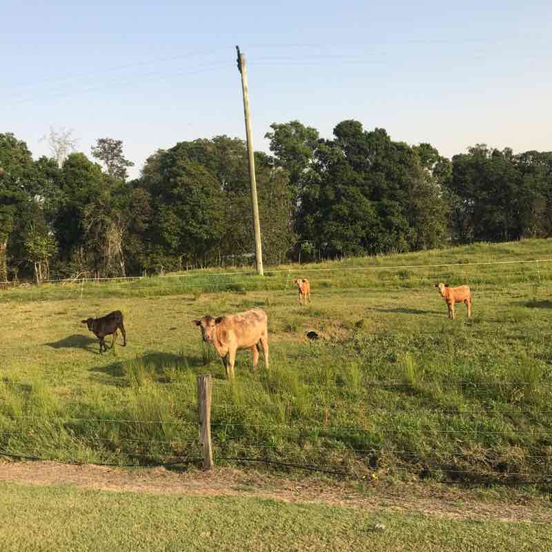 Rileys hill walking route map in Broadwater