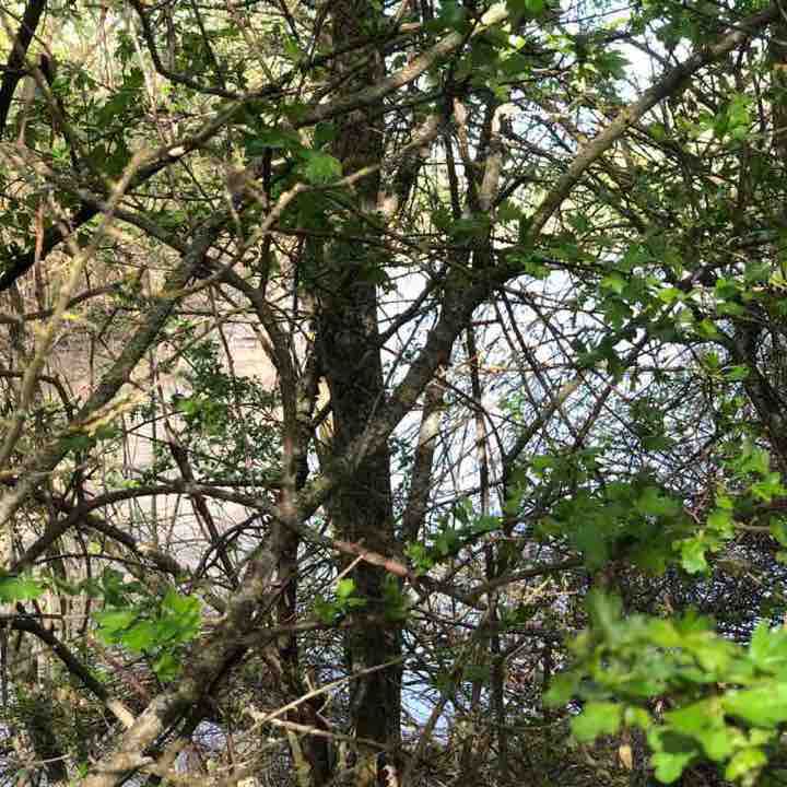 Wälderrunde Gräf and Kehrenberg walking route map in Bad Windsheim