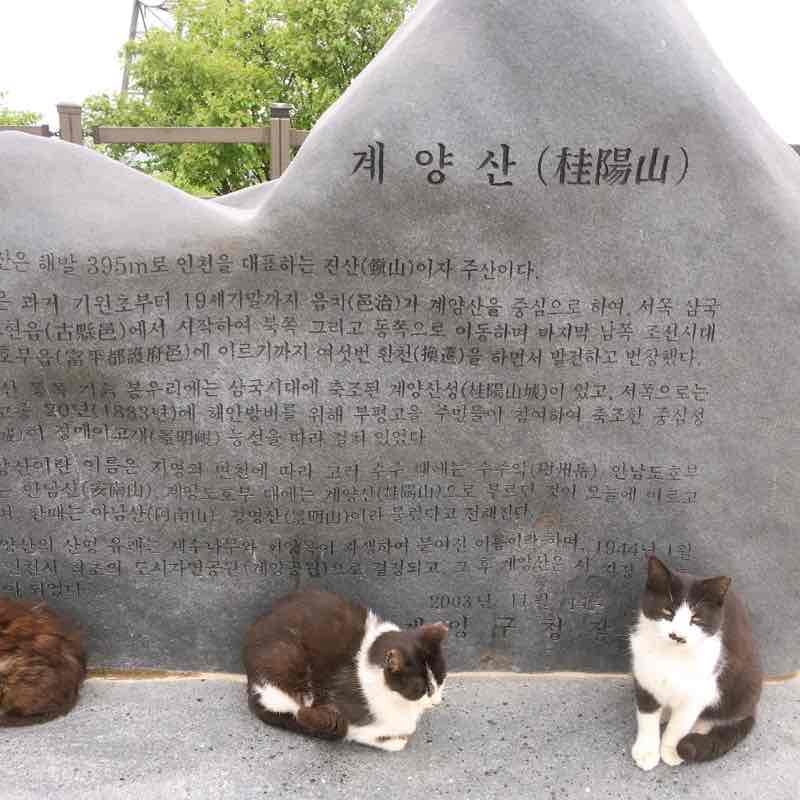 계양산 정상 #계양산