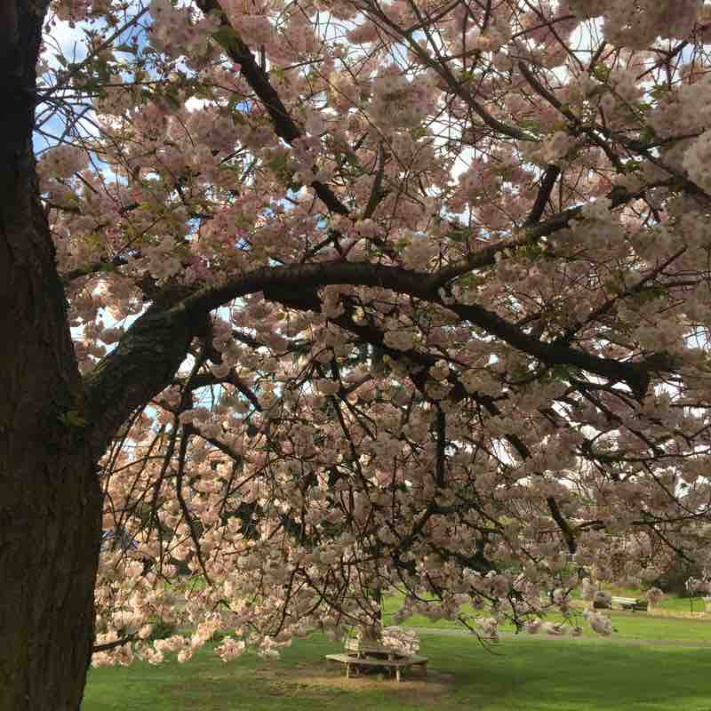 Finsbury Park Meditation morning 