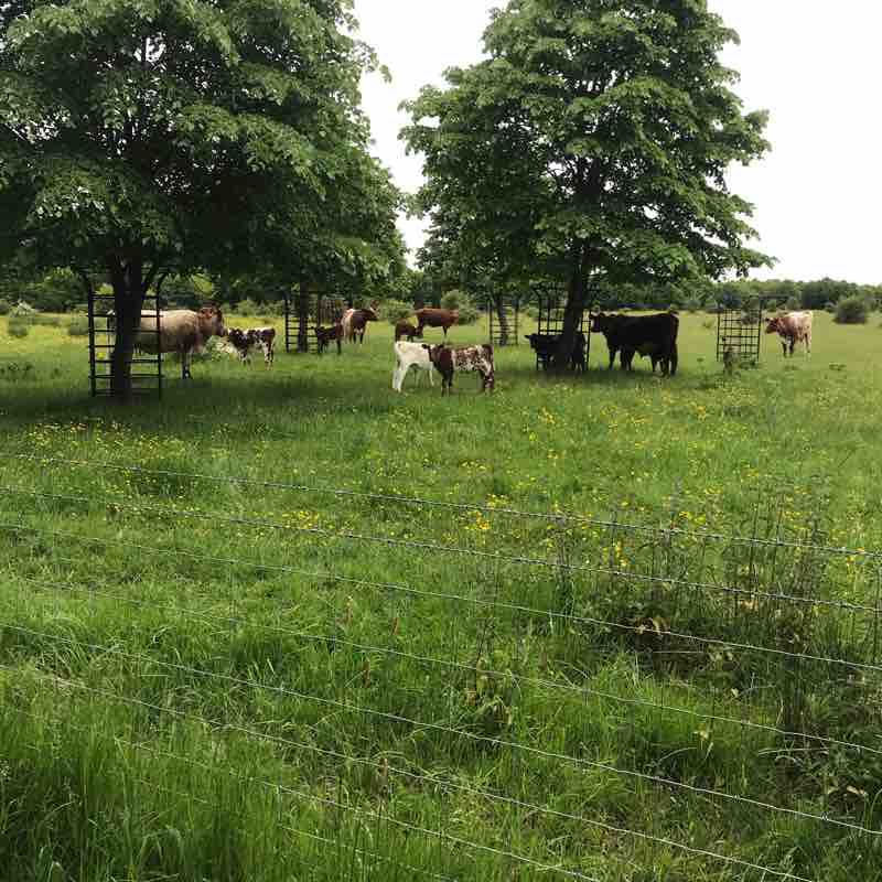 Morning walk walking route map in West Horndon