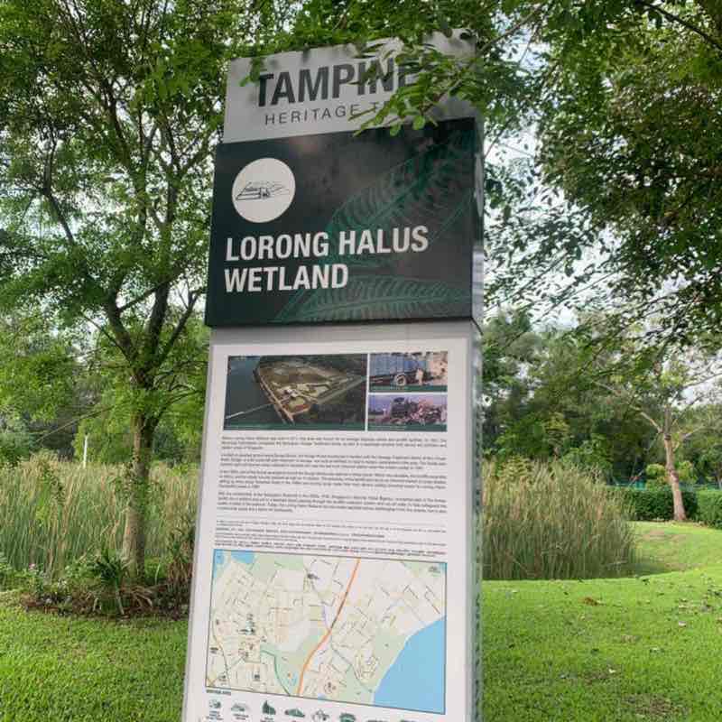 Lorong Halus Wetland Route Walk Trail Singapore North East Region Pacer