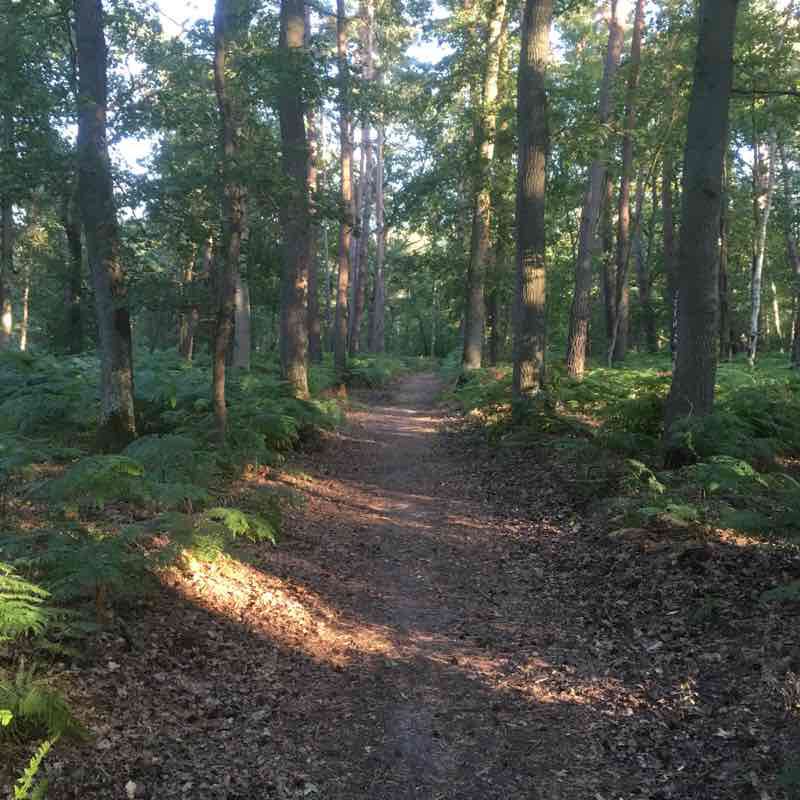 Forest walking route map in Agnetz