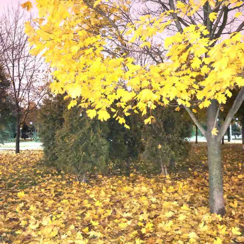 Сад Декабристов вечером.
