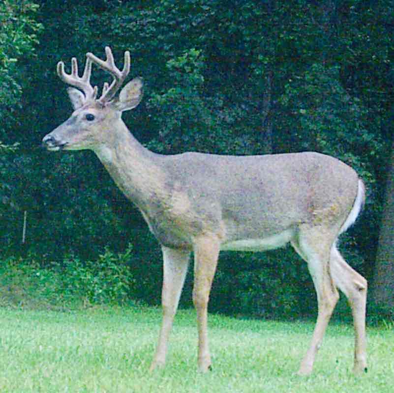 Just a walk in the Park 