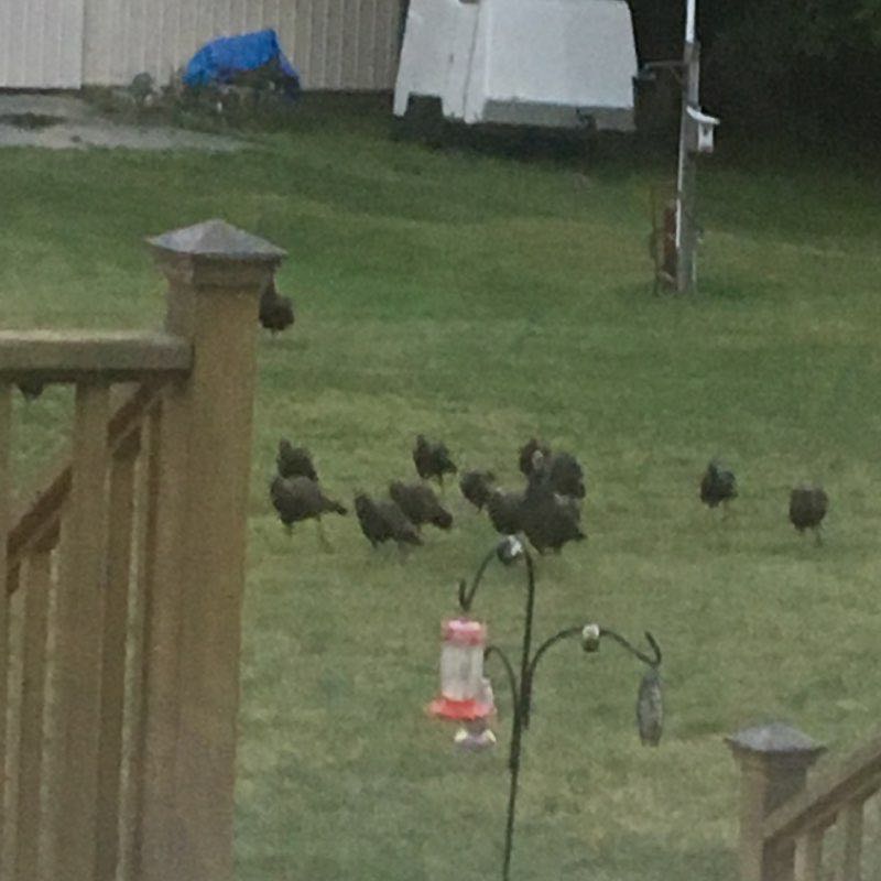 Village short walk￼