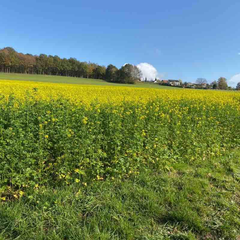 Walk to the lake walking route map in Buchholz