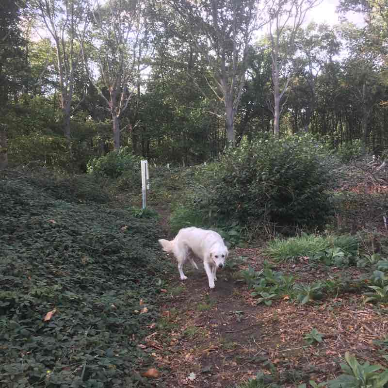 Tendring to Gravel Wood walking route map in Thorpe-le-Soken