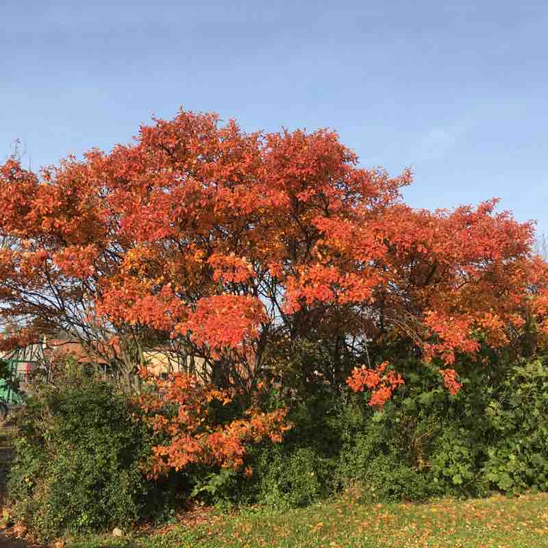 Lerberget-Höganäs-Lerberget