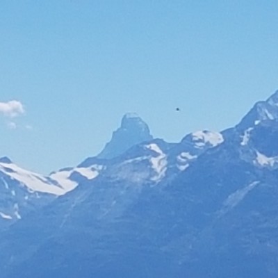 Capricornemuse Martin 🇨🇭 post image
