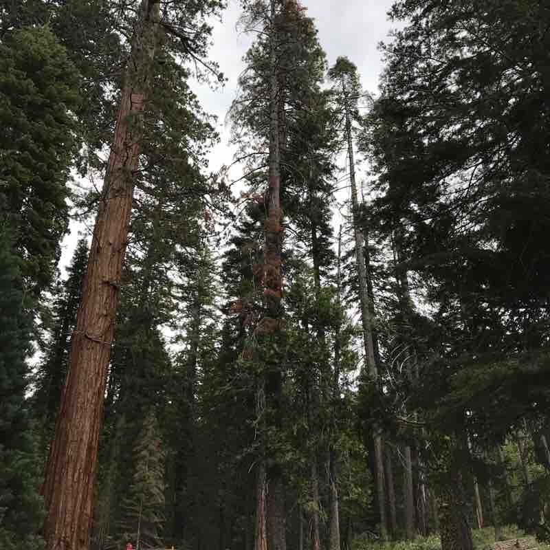 Yosemite national park walking route map in Bass Lake