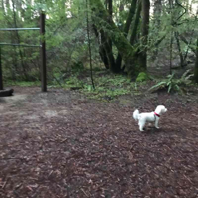 Brook trails park Sendero - Willits, California, Estados Unidos | Pacer