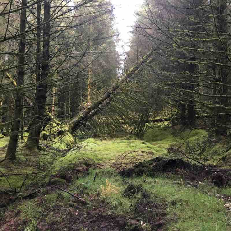 Glenariff Forest hike walking route map in Glenariffe
