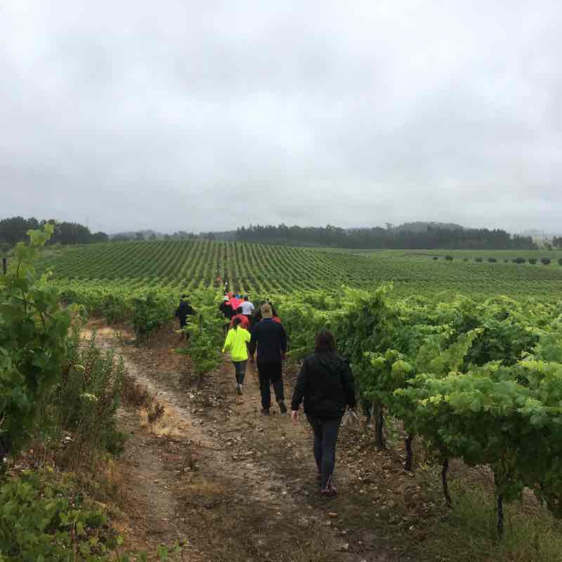 Vineyards of Bairrada walking route map in Avelãs de Caminho
