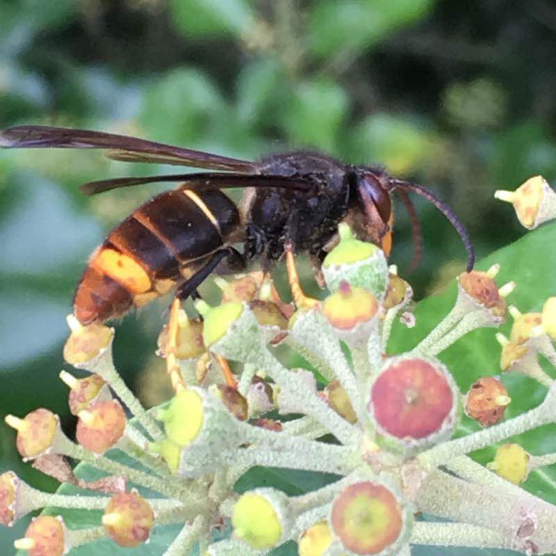 Arquettes vineyards walking route map in Arquettes-en-Val
