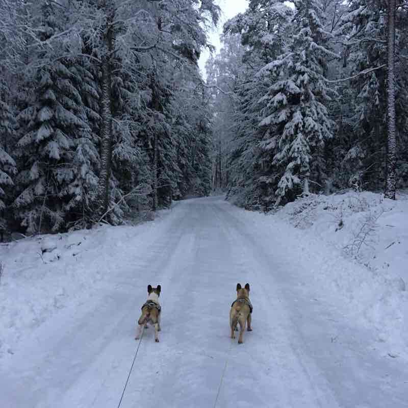 Prangins Paleo walking route map in Prangins