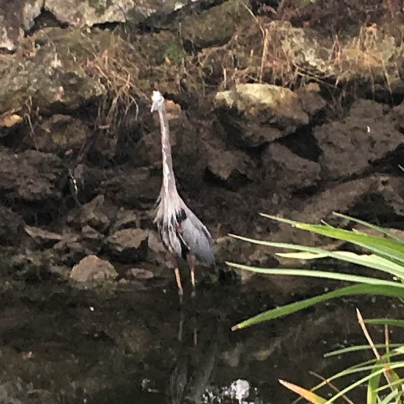 Walk in The Villages, Florida, USA walking route map in Lady Lake