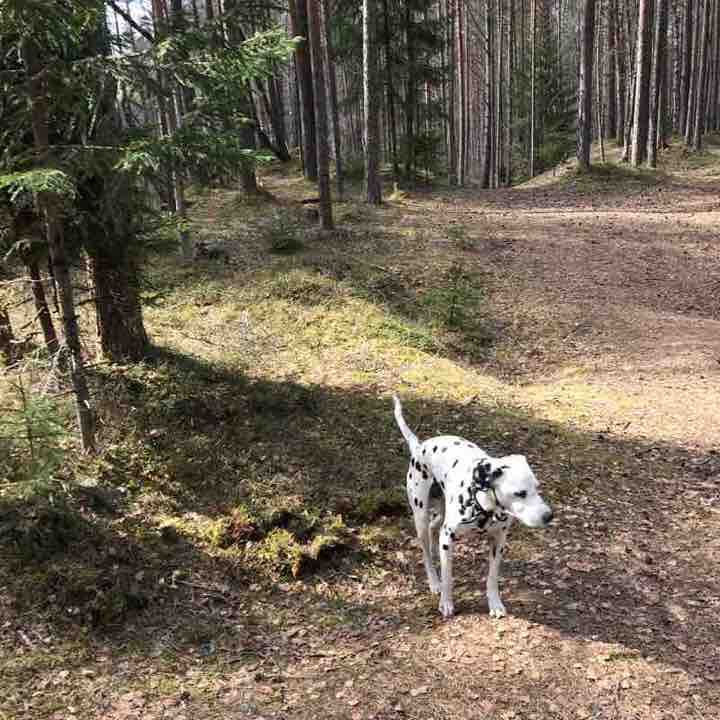 Big Izhora Forest walking route map in Bolshaya Izhora