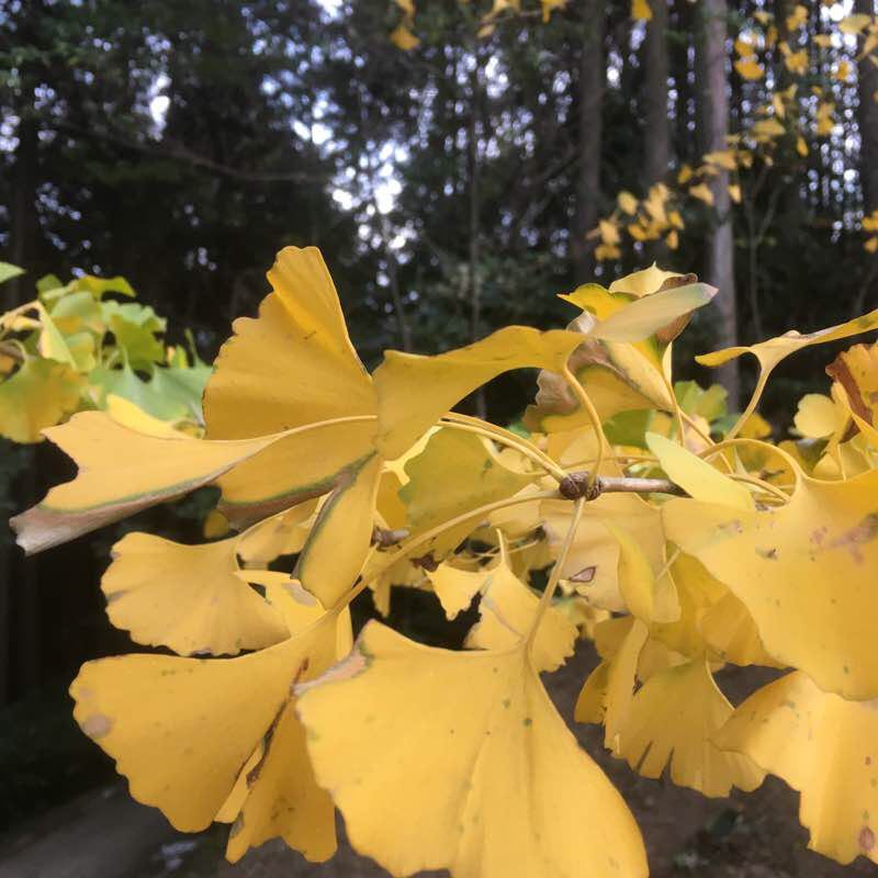 Fureai no Mori Route walking route map in Munakata