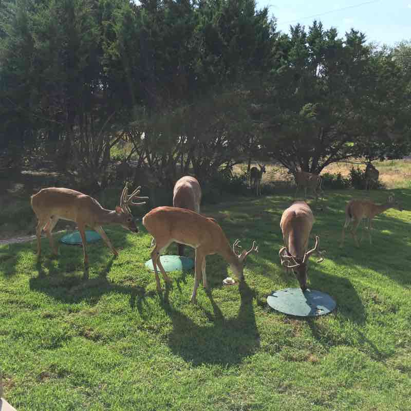 Canyon lake walking route map in Canyon Lake