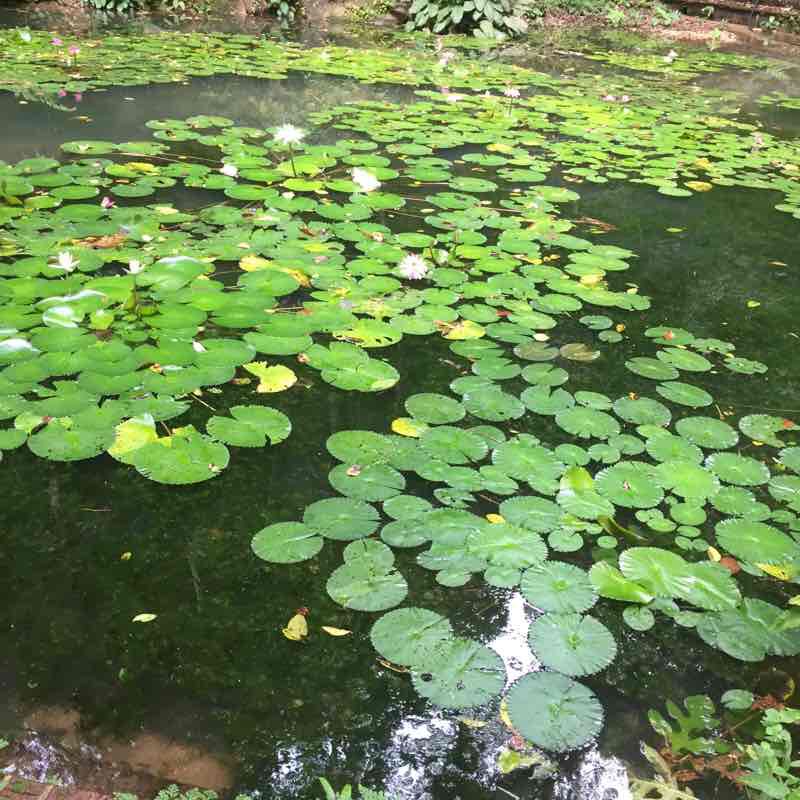 Botanical and youth park