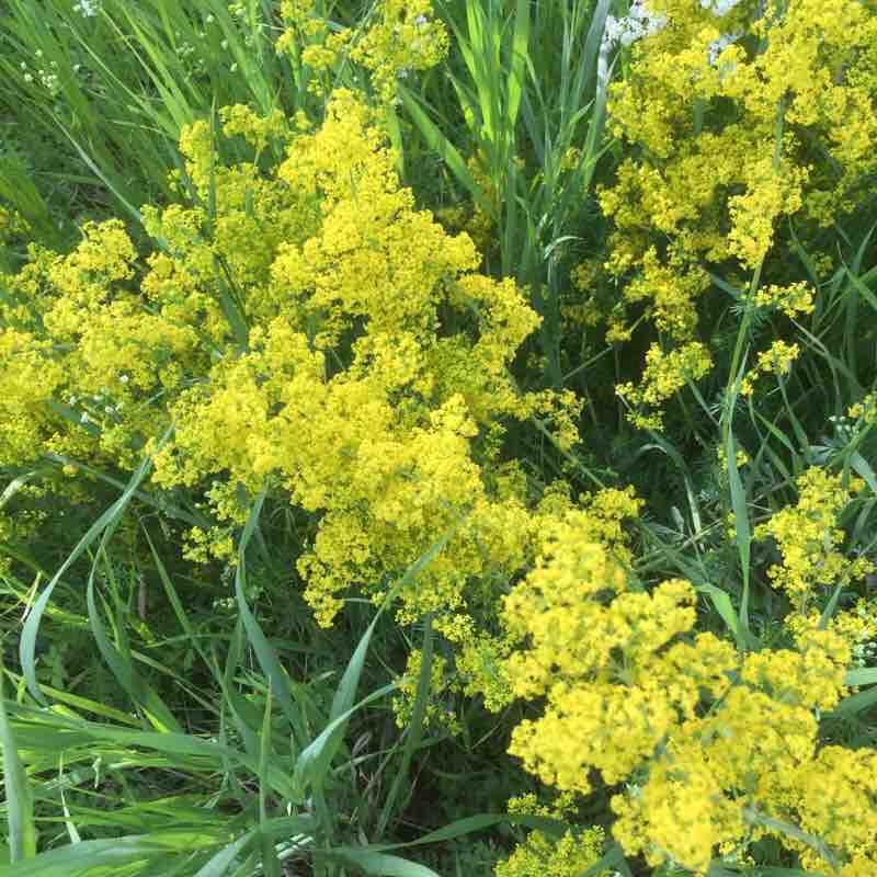 Terwilligar Park footbridge to the meadows  