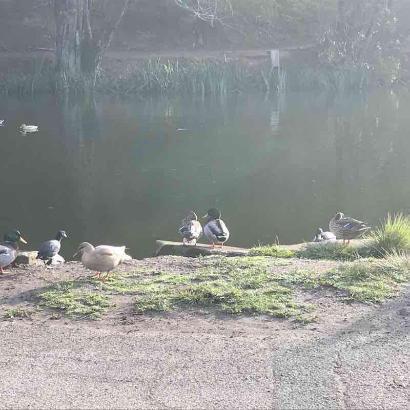 Stow lake strawberries hill Walk Trail San Francisco, California, USA