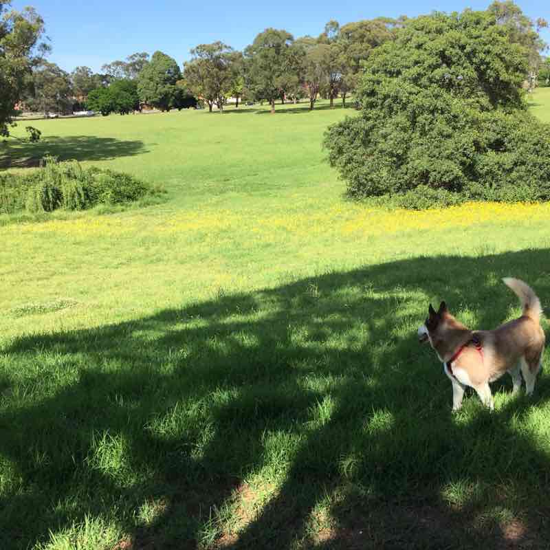 NSNH & piddington Park walking route map in North Ryde