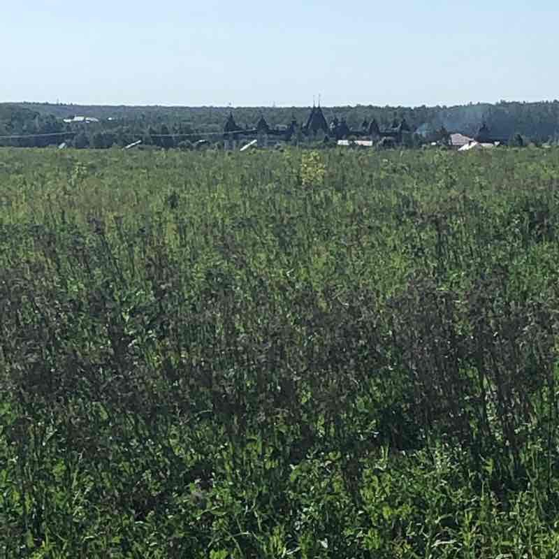 Road to work walking route map in Molokovo