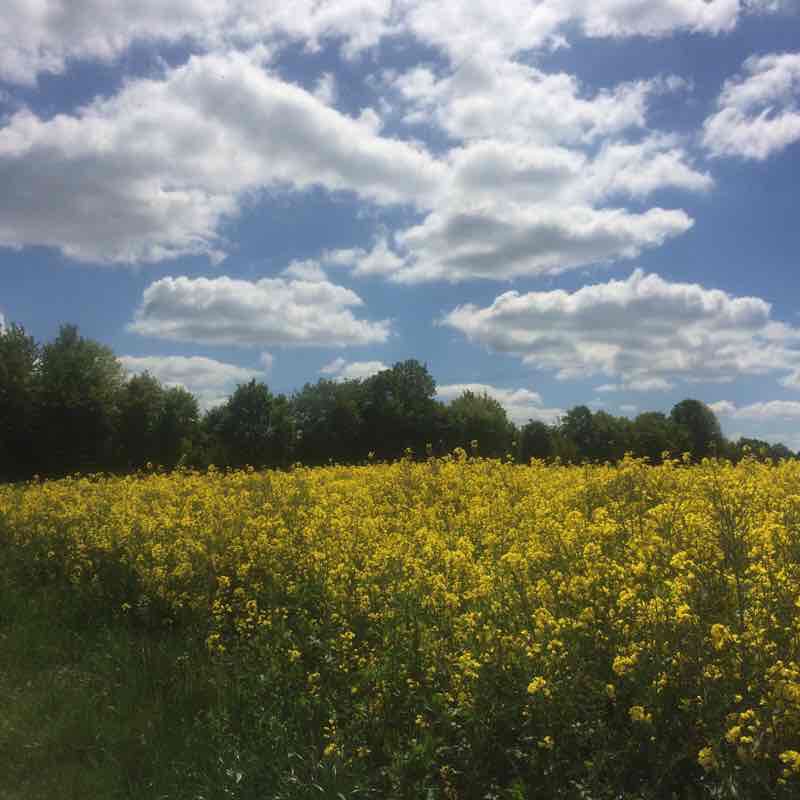 lieblingsrunde-dieblich-berg-trail-rhineland-palatinate-germany-pacer