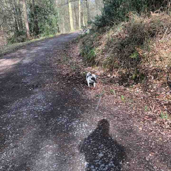5 mile doggy meanderings through Gibside 